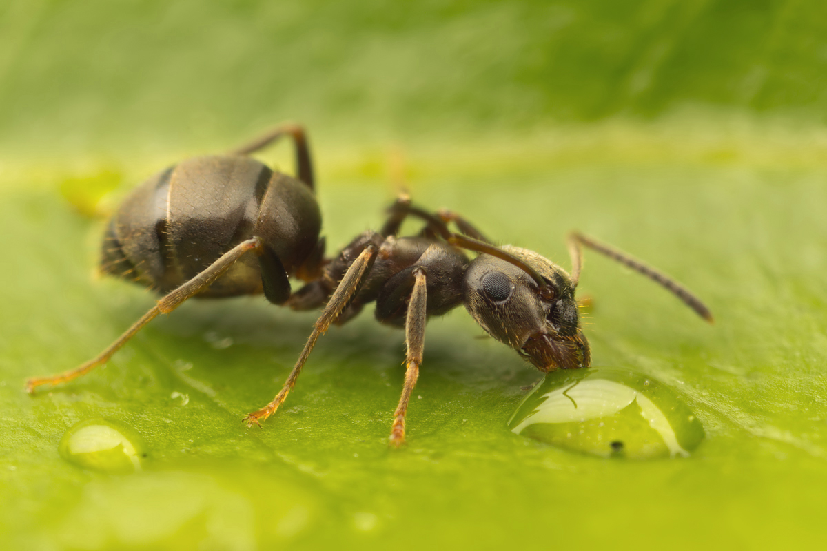 Black Ant drinking